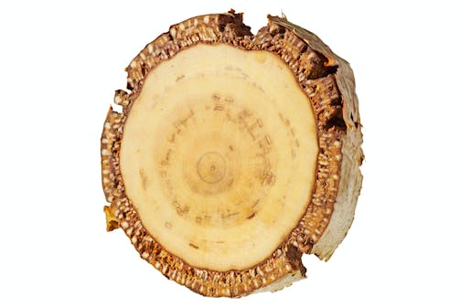 Hengebjørk – Betula pendula